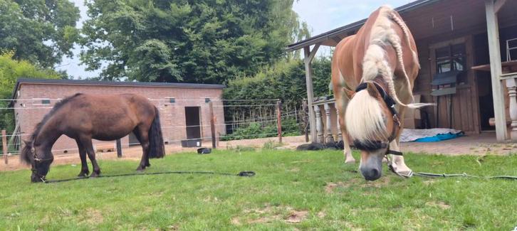 Lieve verzorger/ster gezocht!, Dieren en Toebehoren, Paarden en Pony's | Overige Paardenspullen, Nieuw, Overige soorten, Ophalen of Verzenden