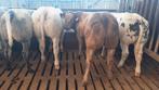8 dikbil vaarzen, Dieren en Toebehoren, Vrouwelijk, 0 tot 2 jaar