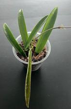 Hoya Minibelle, Huis en Inrichting, Kamerplanten, Overige soorten, Minder dan 100 cm, Ophalen of Verzenden, Halfschaduw