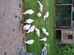 Jonge loopeenden te koop, Dieren en Toebehoren, Pluimvee, Meerdere dieren, Eend