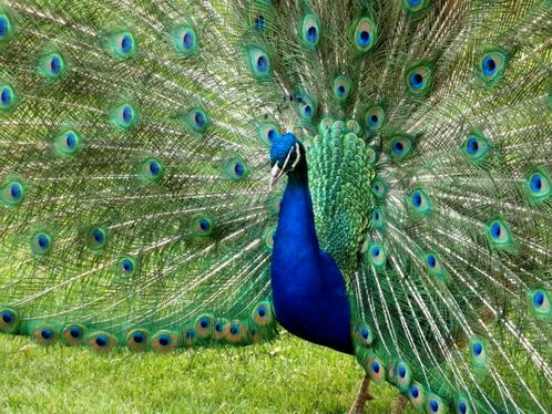 Diverse soorten FAZANTEN en PAUWEN,  lees advertentie!, Dieren en Toebehoren, Vogels | Overige Vogels, Meerdere dieren, Geringd