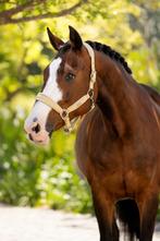 LeMieux Versailles Halster Velvet Mimosa Cob SALE -25%!, Ophalen of Verzenden, Nieuw, Overige soorten