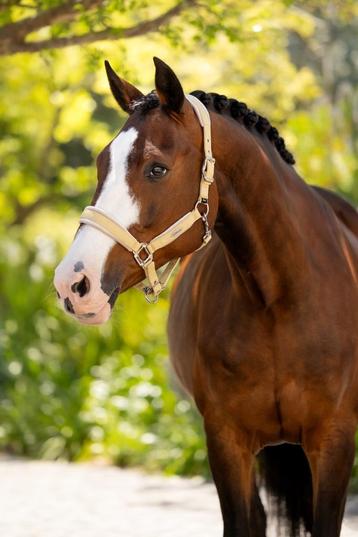 LeMieux Versailles Halster Velvet Mimosa Cob SALE -25%! beschikbaar voor biedingen