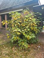 Grote vijgenboom 2x3, Ophalen, Taxus, 100 tot 250 cm