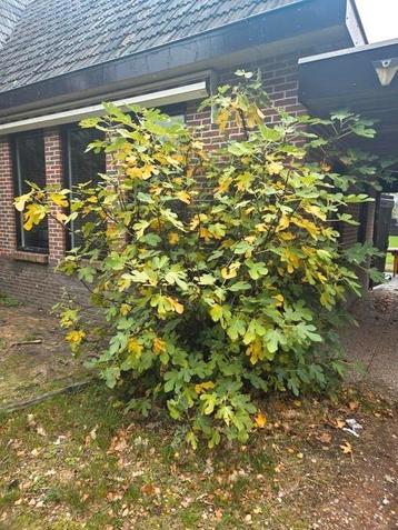 Grote vijgenboom 2x3 beschikbaar voor biedingen
