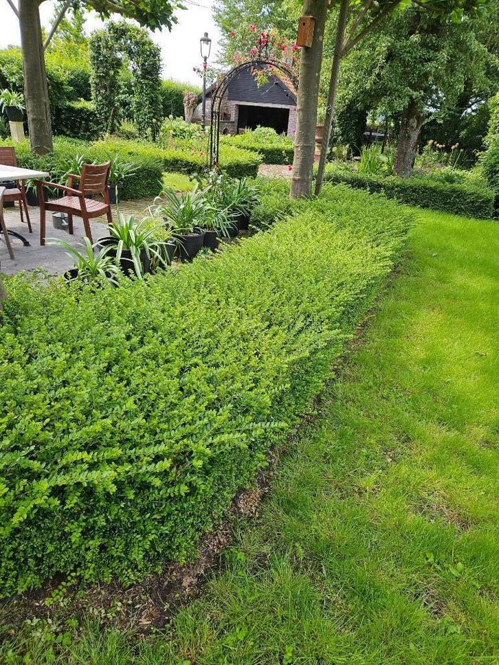 Lonicera Nitida (Struikkamperfoelie) buxus vervanger, Tuin en Terras, Planten | Struiken en Hagen, Haag, Overige soorten, Minder dan 100 cm
