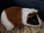 Tamme lieve cavia, Dieren en Toebehoren, Mannelijk, Cavia, Na 1 juli 2024, Tam