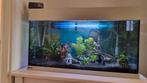 Juwel Aquarium 100x50x40 compleet met lamp, pomp, veel extra, Zo goed als nieuw, Ophalen