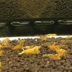 Caridina Tangerina Tijger Garnalen, Dieren en Toebehoren, Kreeft, Krab of Garnaal, Zoetwatervis, Schoolvis