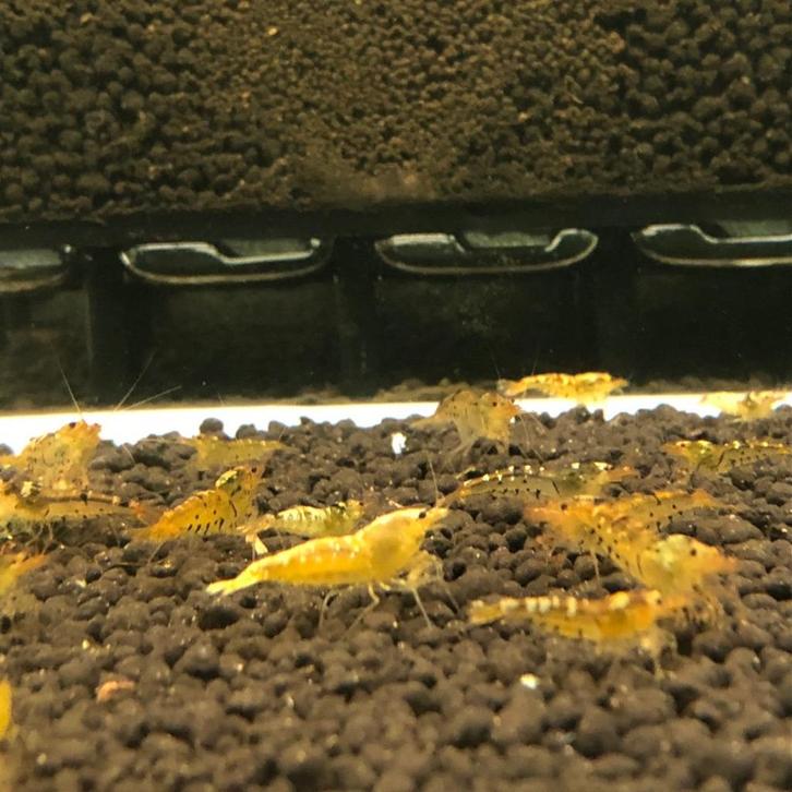 Caridina Tangerina Tijger Garnalen, Dieren en Toebehoren, Vissen | Aquariumvissen, Zoetwatervis, Kreeft, Krab of Garnaal, Schoolvis