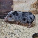 Gottinger mini varken zeugje een echte kleine, Vrouwelijk, Varken