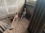 Bosfazanten koppel, Meerdere dieren, Eend