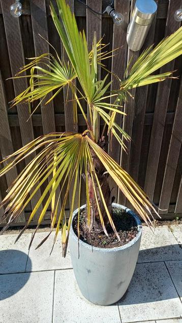 Palmboompje met pot - Potmaat 45x50cm beschikbaar voor biedingen
