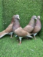 Tipplers Sheffield hoogvliegers, Dieren en Toebehoren, Vogels | Duiven, Meerdere dieren