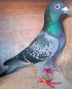 Postduif 100% Gebroeders Janssen., Dieren en Toebehoren, Vogels | Duiven, Mannelijk, Postduif