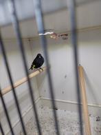 Zwarte sijs /zwarte sijzen, Dieren en Toebehoren, Vogels | Overige Vogels, Mannelijk, Tropenvogel, Geringd