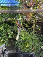 Bastaard Major Putter Kanarie, Dieren en Toebehoren, Vogels | Overige Vogels, Mannelijk, Wildzangvogel, Geringd