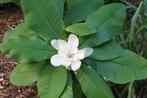 Tropisch Tintje Met Een Paraplu-Magnolia / Magnolia Tripetal, Volle zon, Vaste plant, Lente, Ophalen
