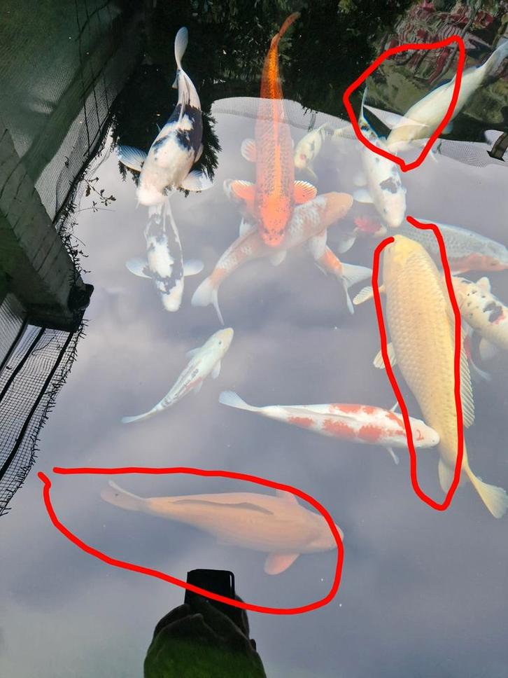 Diverse kwaliteits japanse koi te koop, Dieren en Toebehoren, Vissen | Vijvervissen, Karper of Koi