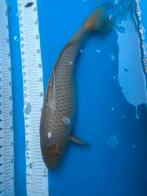 50 cm soragoi koi, Dieren en Toebehoren, Vissen | Vijvervissen, Karper of Koi