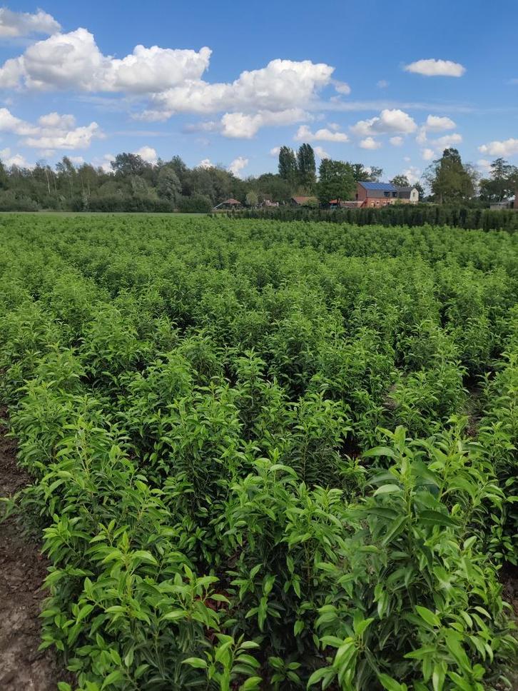 portugese laurier prunus lusitanica, Tuin en Terras, Planten | Struiken en Hagen, Haag, Laurier, 100 tot 250 cm, Ophalen