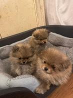 Pomeriaan pups, Dieren en Toebehoren, Honden | Chihuahua's en Gezelschapshonden, Overige rassen, 8 tot 15 weken, Meerdere, Meerdere dieren