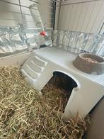 2lieve cavias met kooi en accessoires, Dieren en Toebehoren, Knaagdieren, Cavia, April, Mannelijk, Tam