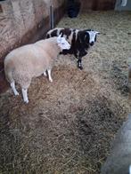 Schapen ram, Mannelijk, Schaap