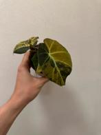 Alocasia black velvet gold, Verzenden, Overige soorten, Minder dan 100 cm