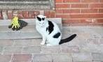 Katten oppas gezocht 18 dec - 9 januari, Dieren en Toebehoren, Katten en Kittens | Overige Katten