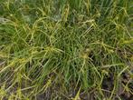 carex intumescens, Tuin en Terras, Ophalen, Siergrassen, Halfschaduw