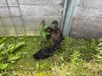 Indische loop eenden!, Dieren en Toebehoren, Pluimvee, Geslacht onbekend, Eend