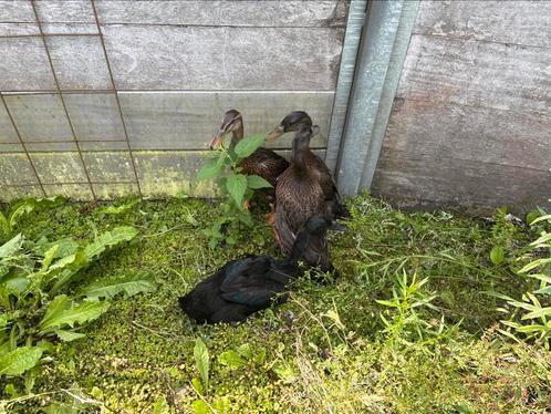 Indische loop eenden!, Dieren en Toebehoren, Pluimvee, Eend, Geslacht onbekend