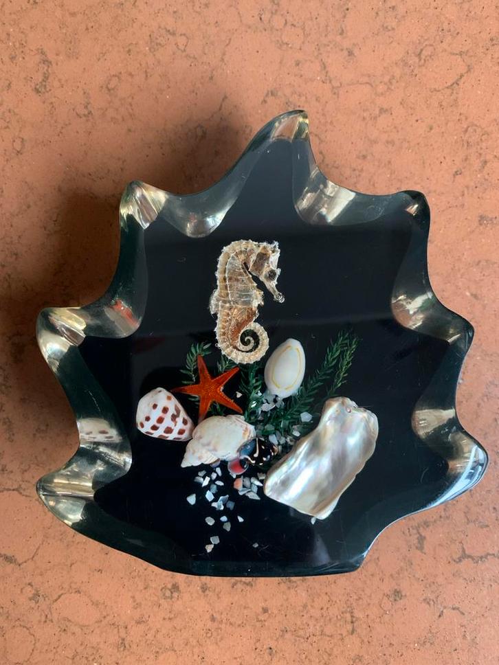 Decoratief ornament, zeepaardje en schelpen in hars gegoten., Antiek en Kunst, Curiosa en Brocante, Ophalen of Verzenden