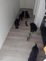 Zwitserse witte herder x Labrador x Friese stabij pups, CDV (hondenziekte), 8 tot 15 weken, Groot, Meerdere