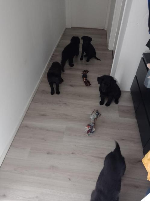 Zwitserse witte herder x Labrador x Friese stabij pups, Dieren en Toebehoren, Honden | Niet-rashonden, Groot, Meerdere dieren