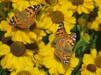 Vaste plant : Helenium El Dorado 3 en 5 euro, Volle zon, Vaste plant, Zomer, Ophalen