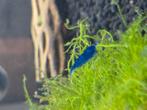 Blue velvet garnalen. Blauwe garnalen, Kreeft, Krab of Garnaal
