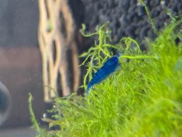 Blue velvet garnalen. Blauwe garnalen beschikbaar voor biedingen