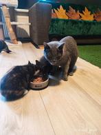 Britse korthaar poes kitten, Dieren en Toebehoren, Katten en Kittens | Dekkaters