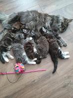 Maine Coon kittens, Dieren en Toebehoren, Katten en Kittens | Raskatten | Langhaar, Meerdere dieren, Ontwormd
