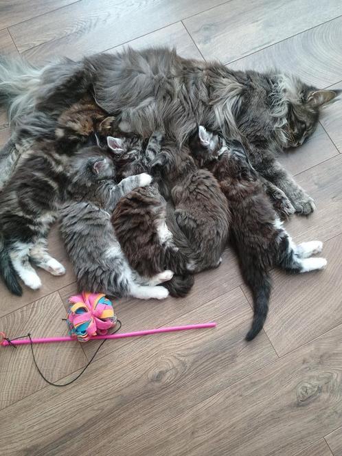 Maine Coon kittens, Dieren en Toebehoren, Katten en Kittens | Raskatten | Langhaar, Meerdere dieren, Ontwormd