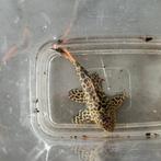 Pseudacanthicus Leopardus L114 pleco L nummer, Dieren en Toebehoren, Vissen | Aquariumvissen, Vis