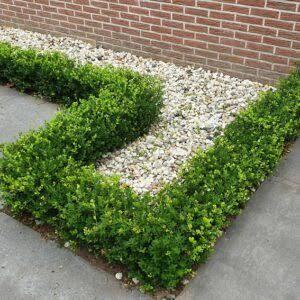 Mooie hagen, Tuin en Terras, Planten | Struiken en Hagen, Beukenhaag, 100 tot 250 cm, Ophalen