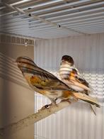 Mooie koppels kanaries tekoop, Meerdere dieren, Kleurkanarie