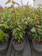 Portugese laurier, prunus lusitanica angustifolia 30-40, Tuin en Terras, Planten | Struiken en Hagen, Ophalen, Laurier, Haag, Minder dan 100 cm