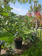 Ficus carica Osborn Prolific / vijgenboom / eetbaar ‼️, 100 tot 250 cm, Zomer, Ophalen, Volle zon