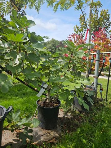 Ficus carica Osborn Prolific / vijgenboom / eetbaar ‼️ beschikbaar voor biedingen