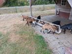 Jonge bokjes, Dieren en Toebehoren, Schapen, Geiten en Varkens, Mannelijk, Geit, 0 tot 2 jaar