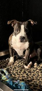 Engelse stafford, Dieren en Toebehoren, Honden | Niet-rashonden, Rabiës (hondsdolheid), Reu, Eén hond, 3 tot 5 jaar